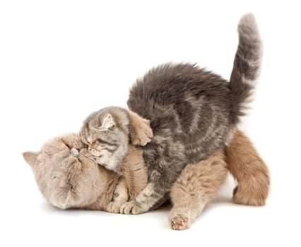 Cats kissing on white background photo