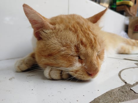 Orange cat on the floor in front of the house. photo