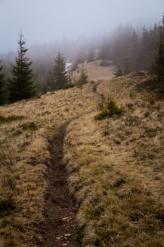 Winding trail through hillside and spruce forest landscape photo