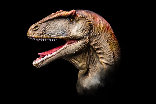 The head of Carcharodontosaurus in the dark , dinosaur on black background photo