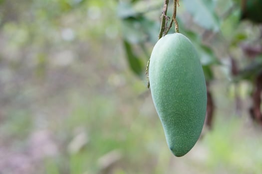 Green mango fruit hangs on tree. Seasonal and agriculture crops in Thailand. Mango can be grown at home or garden, sells at fruit markets, eat with sweet fish sauces. photo