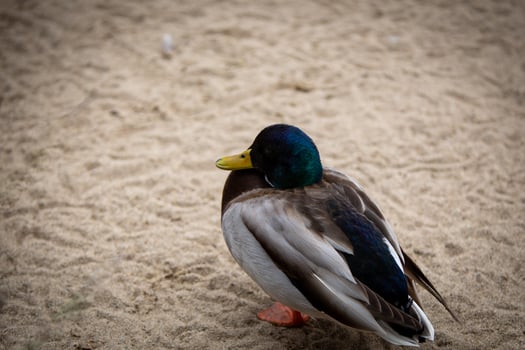 Wooden Duck on Sand photo