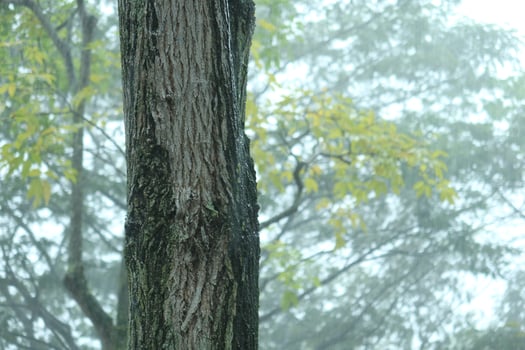 Rainy Day on Forest Branches Tree, photo