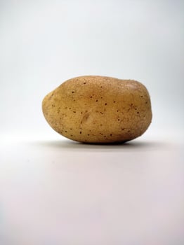 potato, isolated in white background photo
