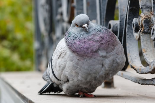 portrait of a beautiful dove photo