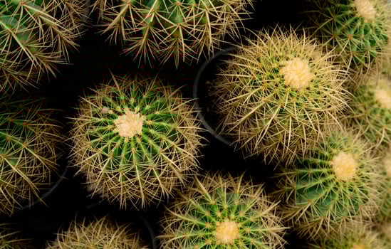 Top view of green cactus tree. Desert plant. Cacti succulent plants. Green cactus in garden. Sharp golden thorn on cactus plant. Stem succulent with spines. Round shape cactus for decoration garden. photo