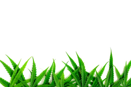 Cannabis leaves isolated on white background, photo