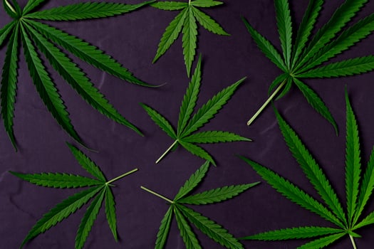 Cannabis leaves on black stone background,The leaves of the cannabis plant are rich in antioxidants photo