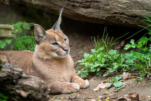Portrait desert cats Caracal or African lynx with long tufted ears photo
