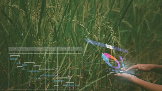 smart farmer agricultural and technology concept, woman hands using smartphone to collecting and analysing data in paddy field. ear of rice. photo