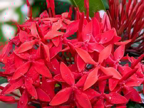 closeup of red ixora flower photo