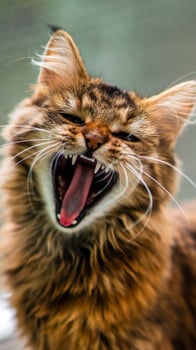 Close-up portrait of a gray striped domestic cat.Image for veterinary clinics, sites about cats, for cat food. photo