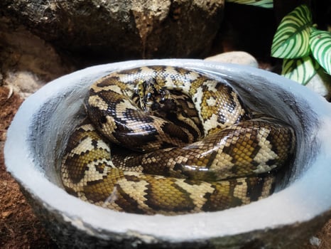 a snake in a stone bowl photo