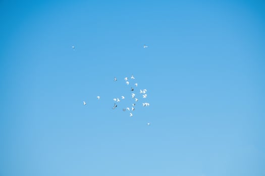Pigeons flying in blue sky in the distance photo
