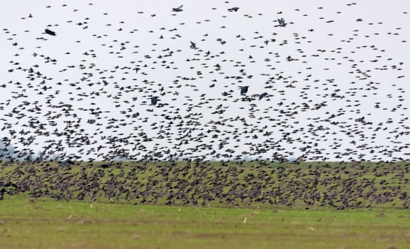 Very big flock of Common Starlings - Sturnus vulgaris - in dense flight over lands and fields during autumn migration photo
