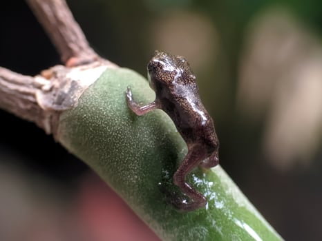 a frog cub on a green leaf photo