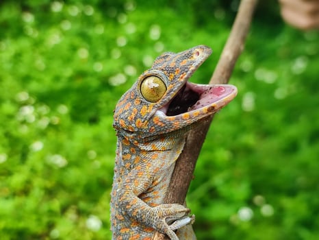 photo of gecko in the wild