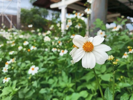Beautiful flowers in the garden photo