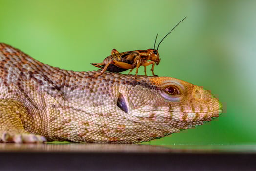 The Panana blue tongue lizzard photo