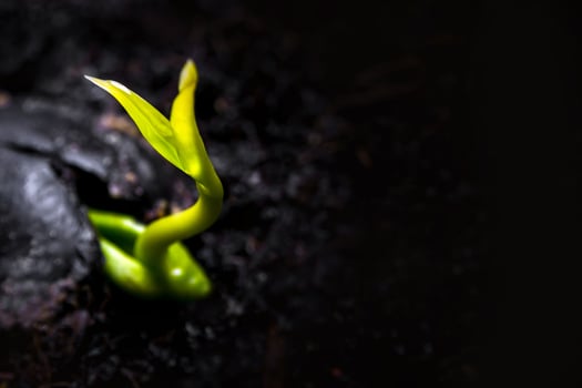 Bud leaves of young plant seedling on ground photo