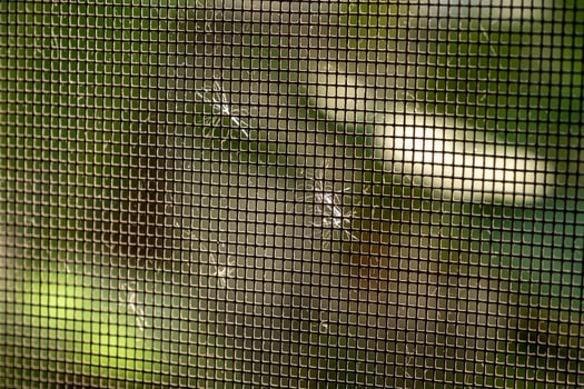 The weed flowers were blown by the wind and cling to the nylon nets photo