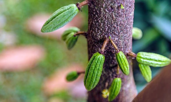 Raw small green cacao pods harvesting. growing cocoa fruit hanging on a tree cocoa photo