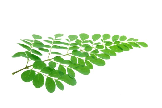 Moringa oleifera leaves isolated on white background photo