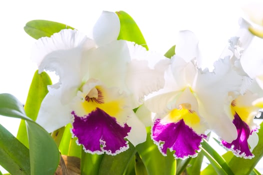 White and purple cattleya orchid flower for background photo