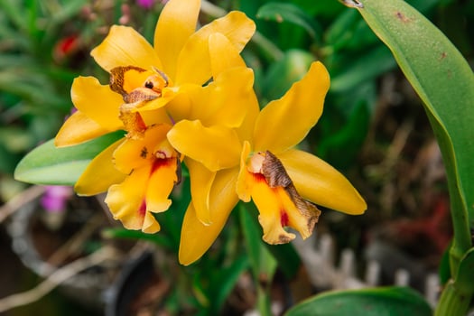 Photo of orchid flower blooming in the garden