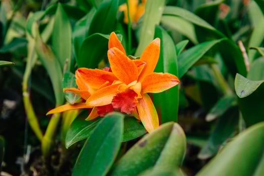 Photo of orchid flower blooming in the garden