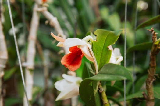 Photo of orchid flower blooming in the garden