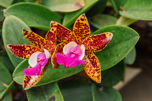 Photo of orchid flower blooming in the garden