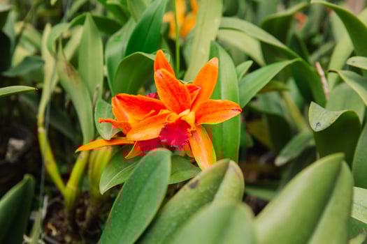 Photo of orchid flower blooming in the garden
