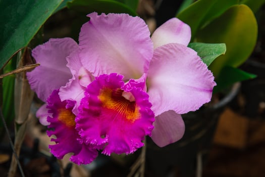 Photo of orchid flower blooming in the garden
