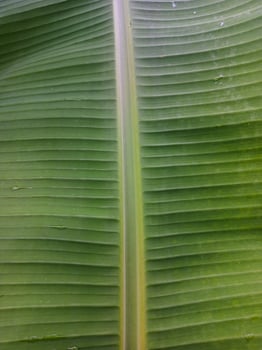 Close up of green banana leaf texture photo