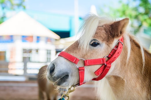 portrait of cute brown dwarf horse in farm, short horse animal photo