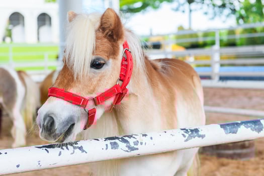 Brown dwarf horse standing in the farm . Miniature horse photo