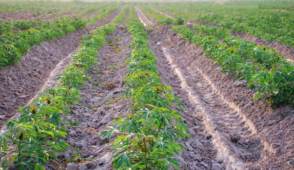 Cassava fields at the beginning of the small seedling growing season photo