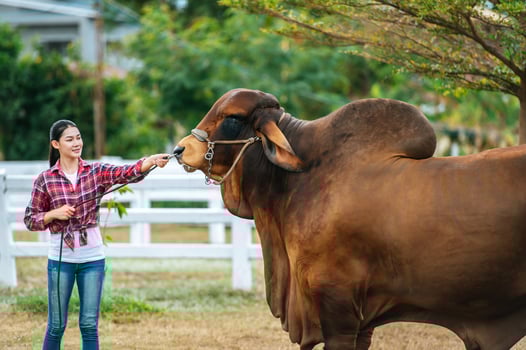 Portrait of Happy young Asian farmer woman wearing hat working to clean cow in farm. Agriculture industry, farming, people, technology and animal husbandry concept. photo
