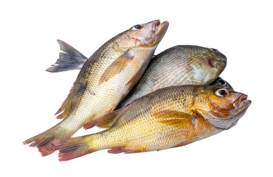 Fresh groupers or several types of sea fishes in stack isolated on white background with clipping path photo