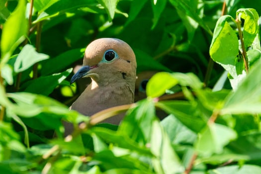 Pair of mourning doves nesting in the morning sunlight photo