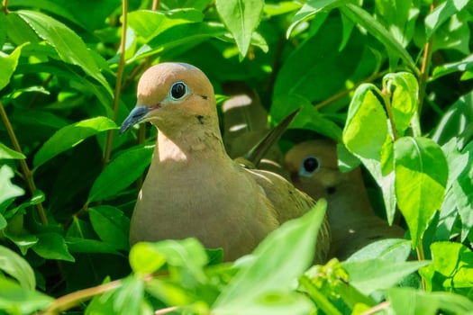 Pair of mourning doves nesting in the morning sunlight photo
