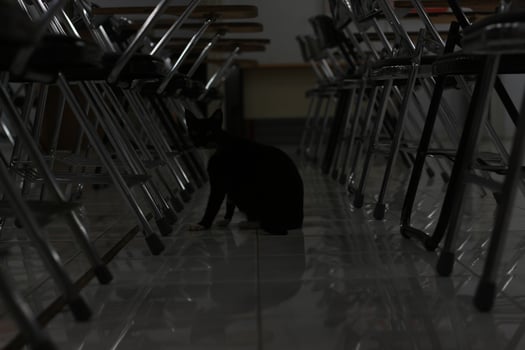 photo of a black cat expression with a bit of white on some parts of its body.