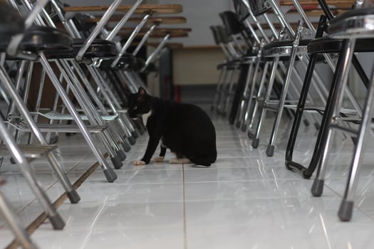 photo of a black cat expression with a bit of white on some parts of its body.