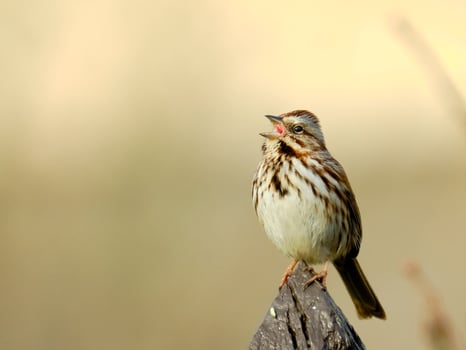 Song sparrow perched in early morning singing photo