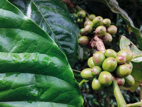 Some coffee beans hanging on a branch among the green leaves, in the coffee garden photo