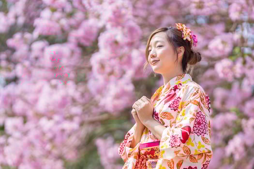 Japanese woman in traditional kimono dress is making a new year wish for good fortune while walking in the park at cherry blossom tree during spring sakura festival with copy space photo