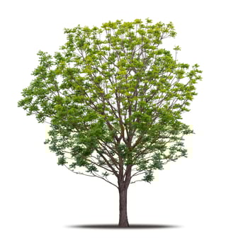 Tree isolated on white background realistic with shadow in high quality clipping mask, tropical tree used for advertising design and graphic decoration photo