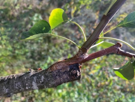 pear branch with grafted shoot, grafted pear tree with leaves, grafting with new branches, ant crawling on pear branch, gardening technique, organic gardening, spring awakening, ecology, close-up. photo