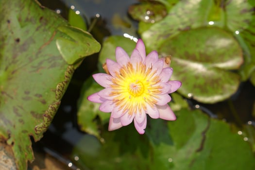 lotus flower in reading park photo